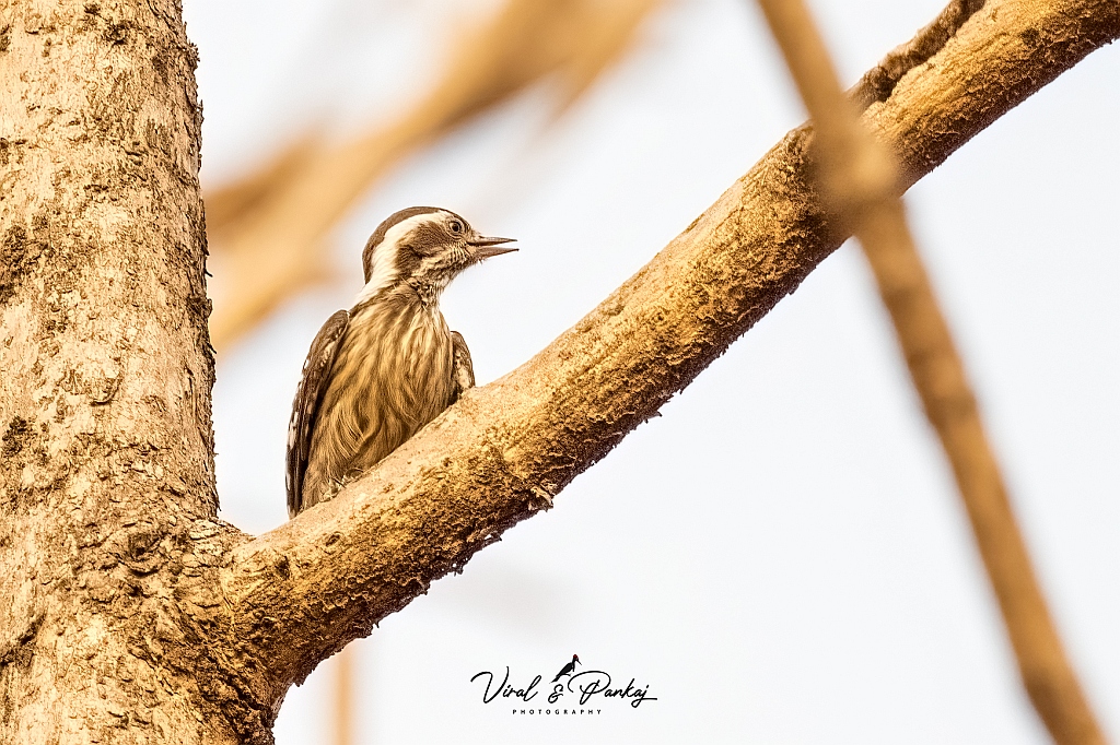 Brown-capped Pygmy Woodpecker