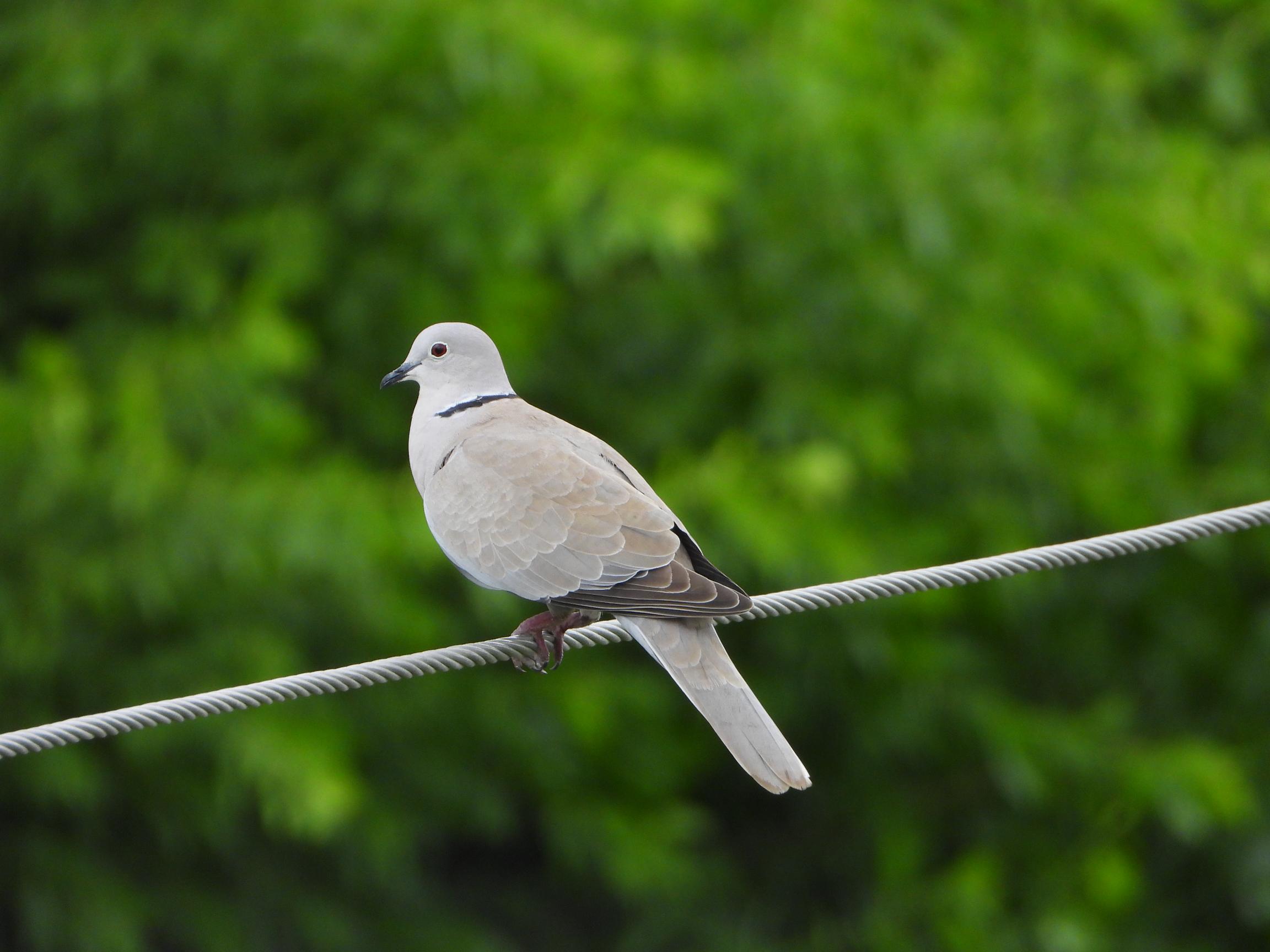 Eurasian Collared Dove