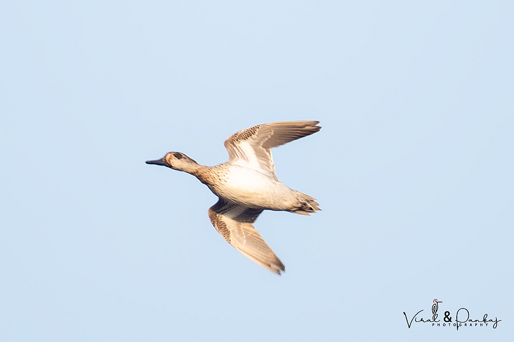 Gadwall
