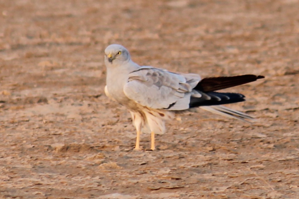 Montagu's Harrier