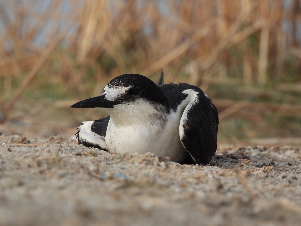 Sooty Tern 