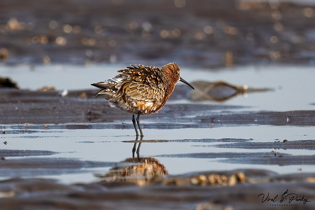Curlew Sandpiper
