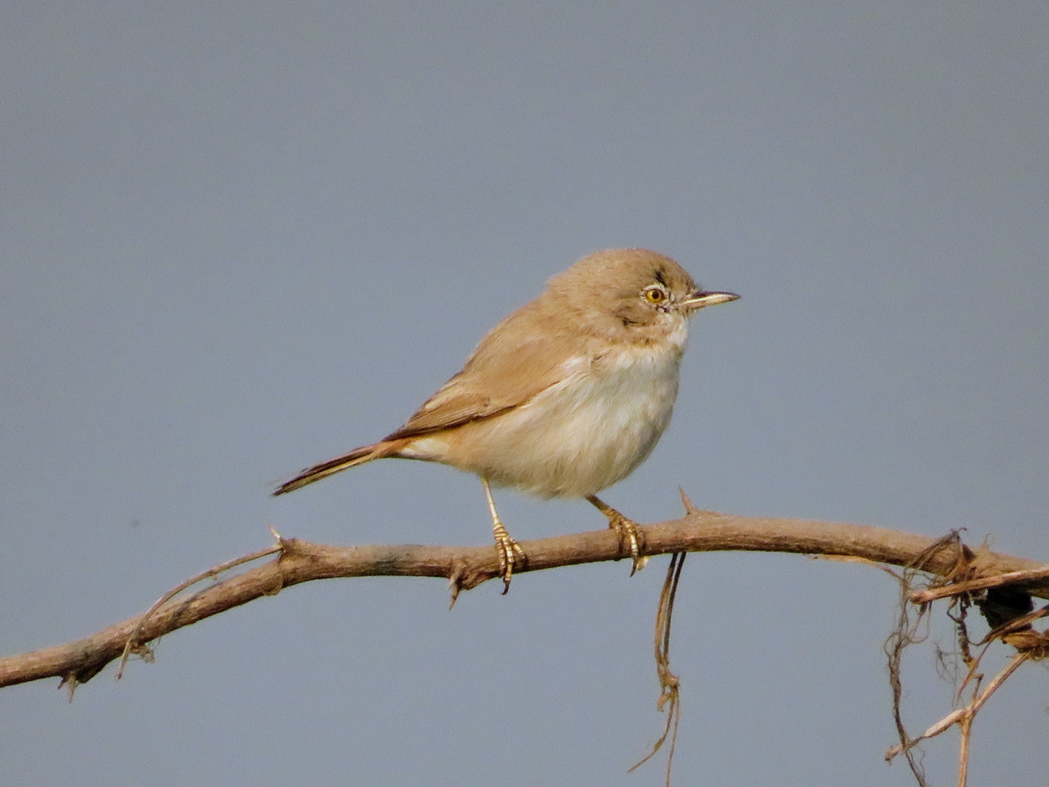 Asian Desert Warbler