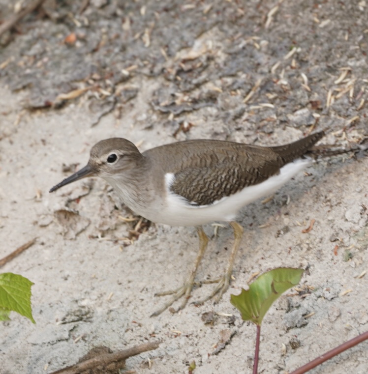Common Sandpiper