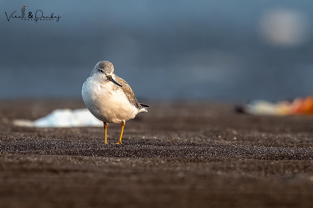 Terek Sandpiper