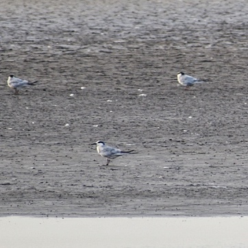 Common Tern