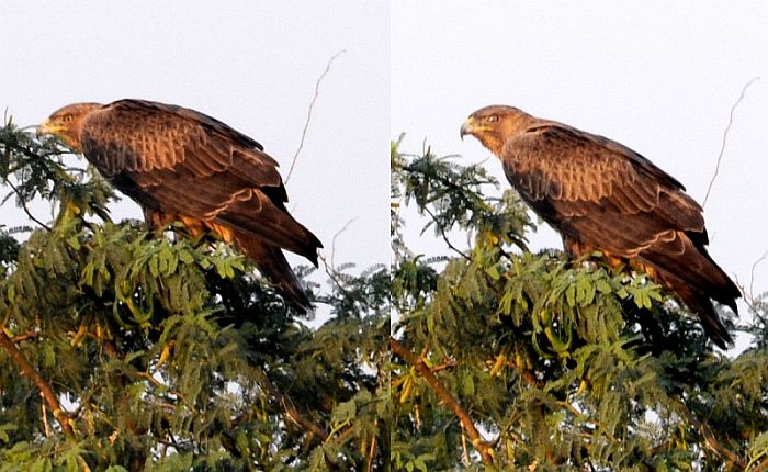 Bonelli's Eagle