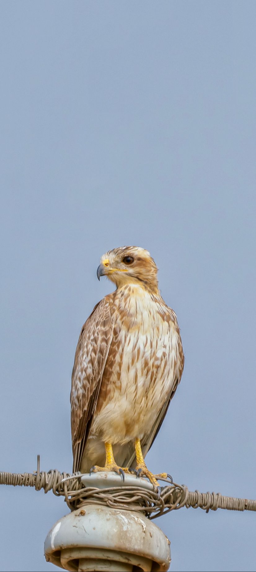 White-eyed Buzzard