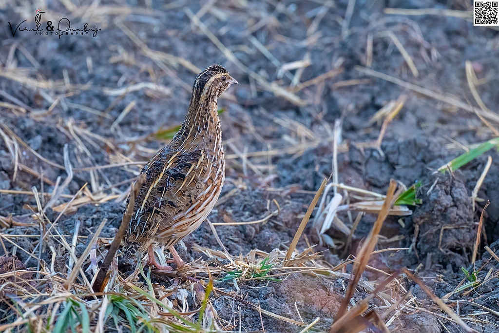 Common Quail