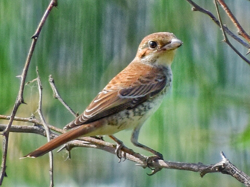 Bay Backed Shrike