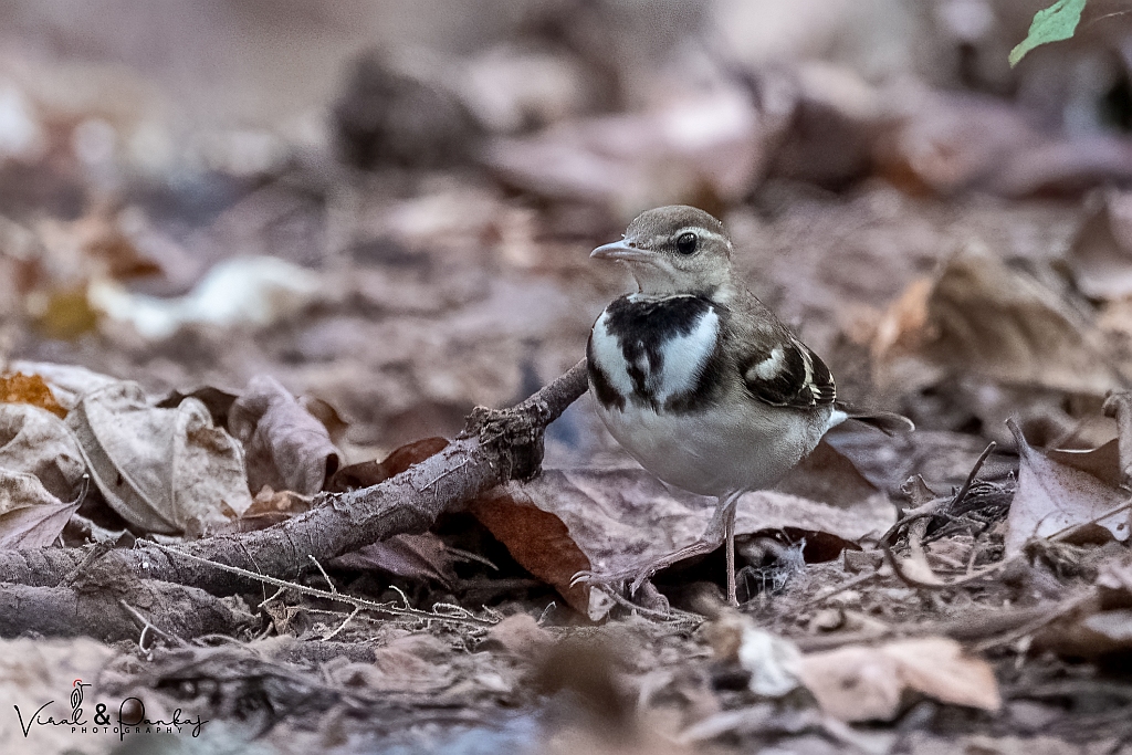 Forest Wagtail