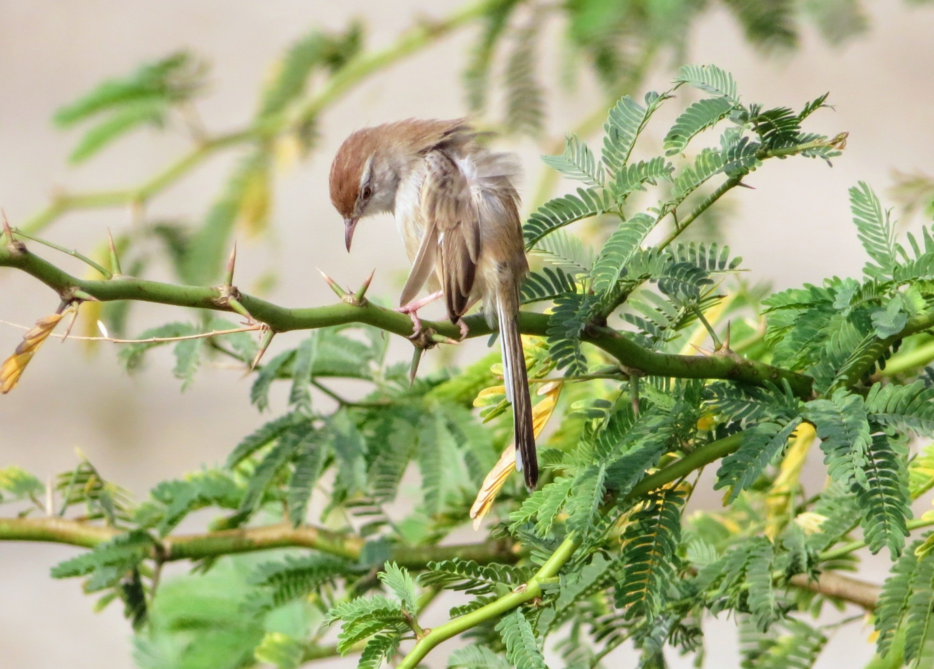 Rufous-fronted Prinia