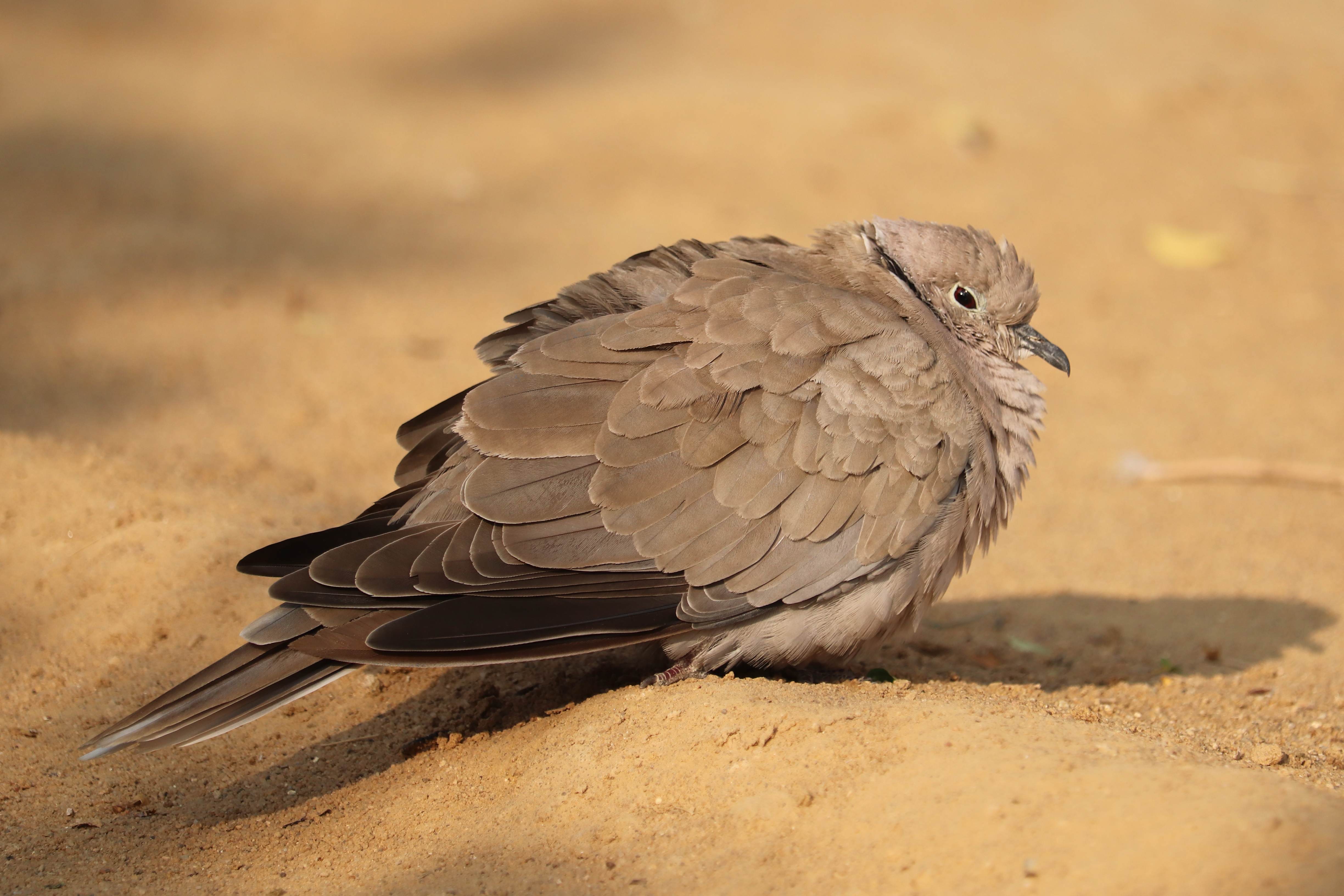 Eurasian Collared Dove