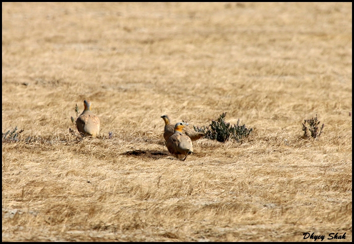 Spotted Sandgrouse