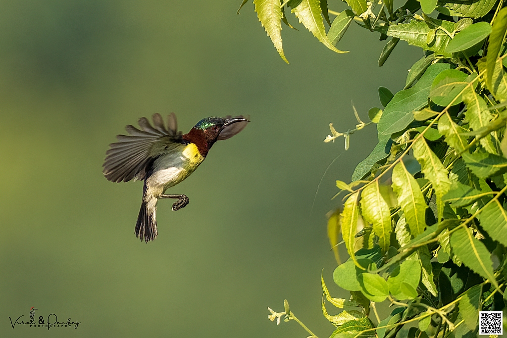 Purple-rumped Sunbird