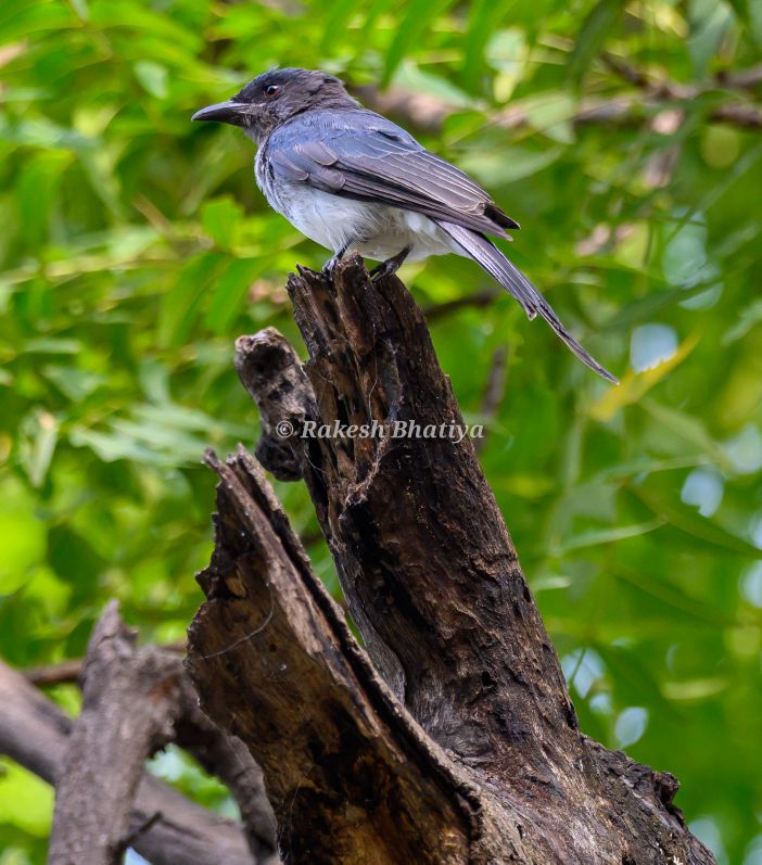 White-bellied Drongo