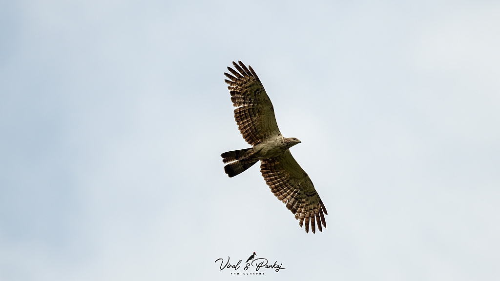 Oriental Honey-buzzard