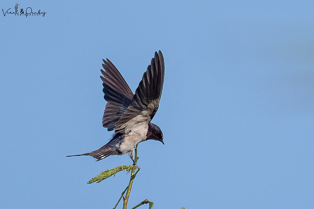 Barn Swallow