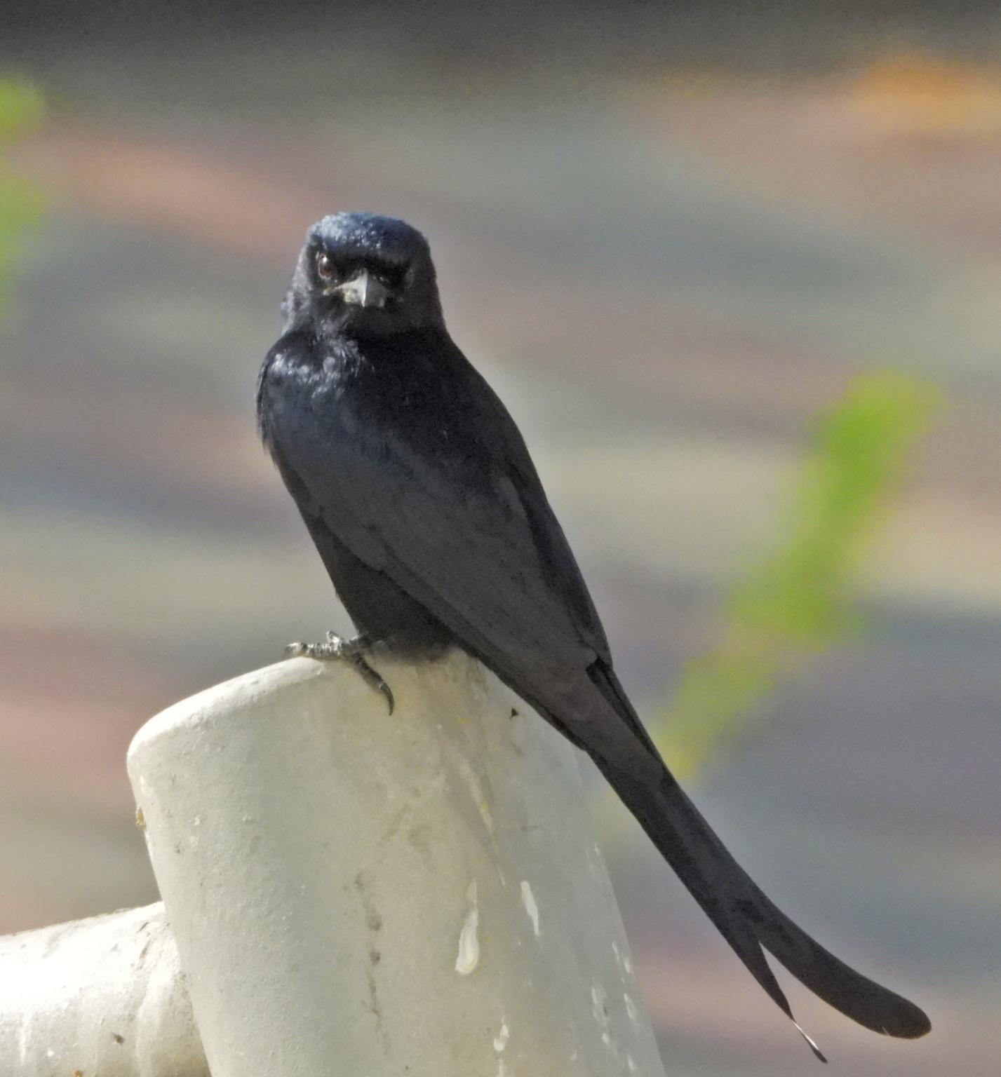 Black Drongo