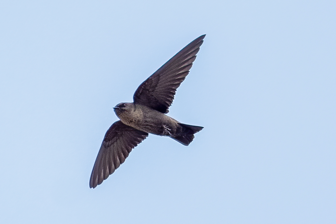 Dusky Crag Martin