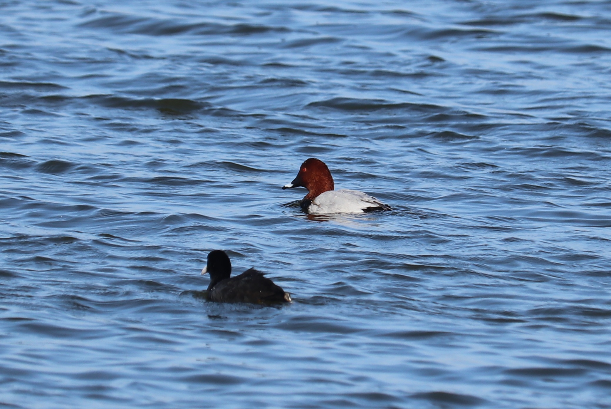 Common Pochard