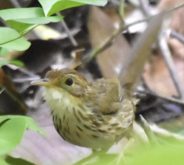 Puff-throated Babbler
