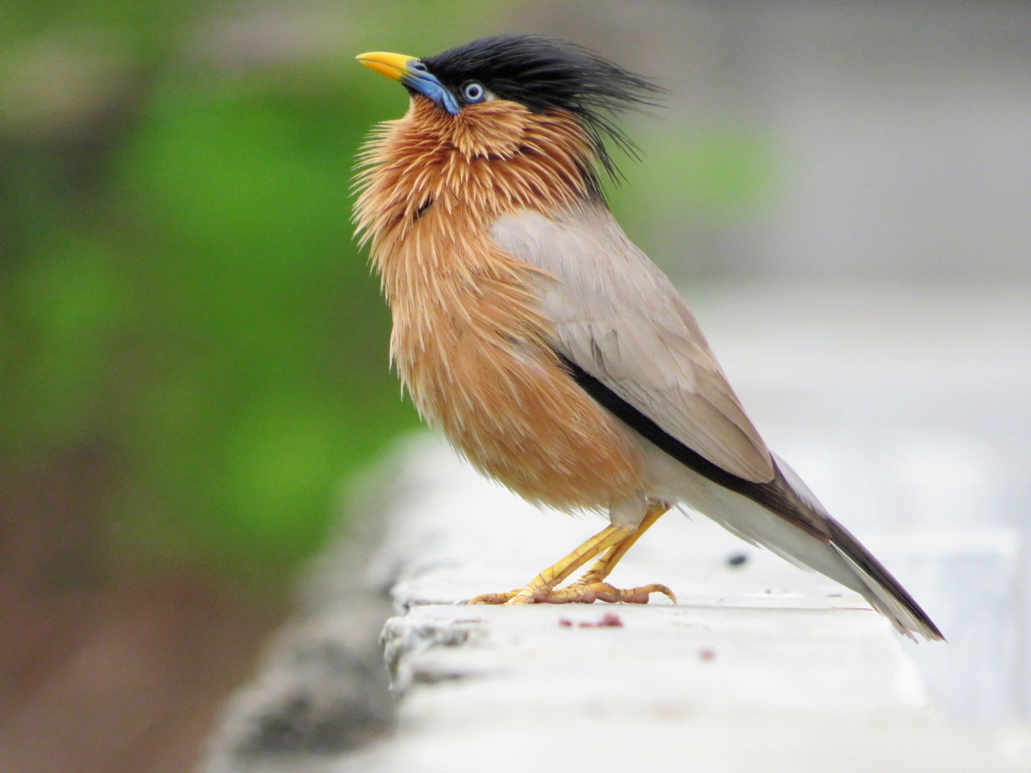 Brahminy Starling