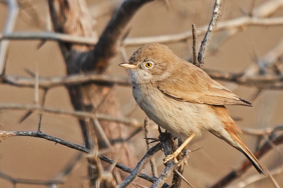 Asian Desert Warbler