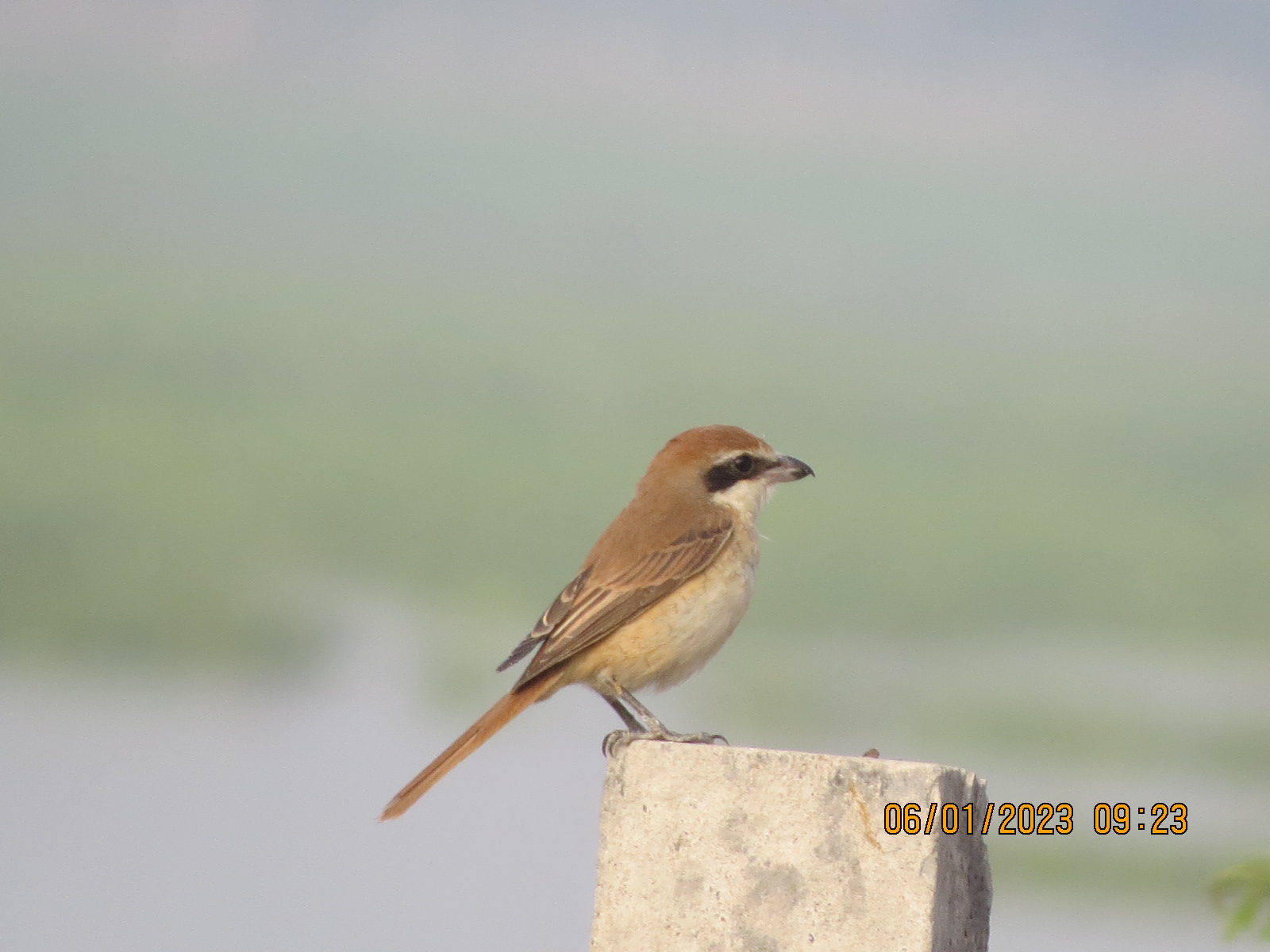 Brown-breasted Flycatcher