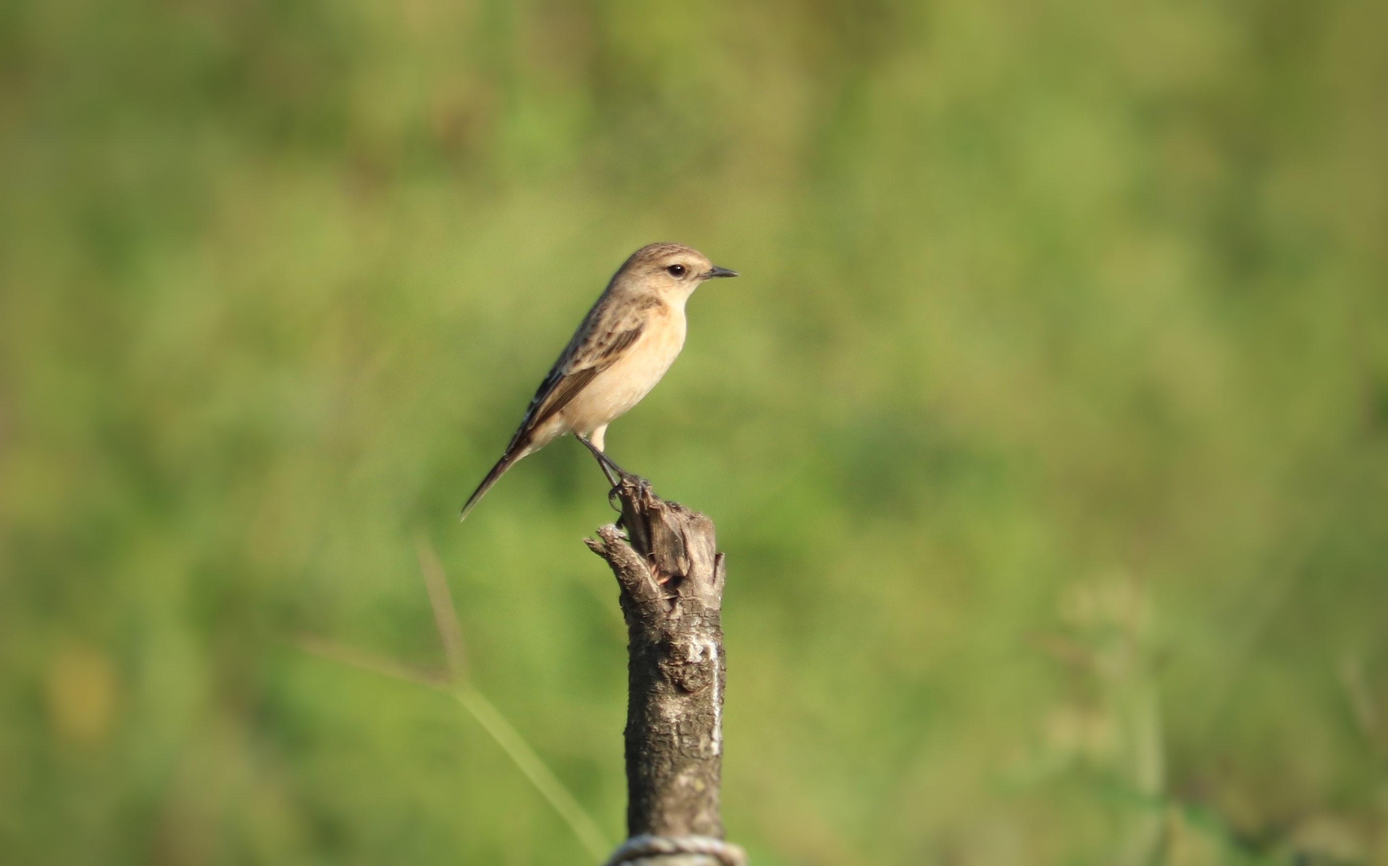 Isabelline Wheatear