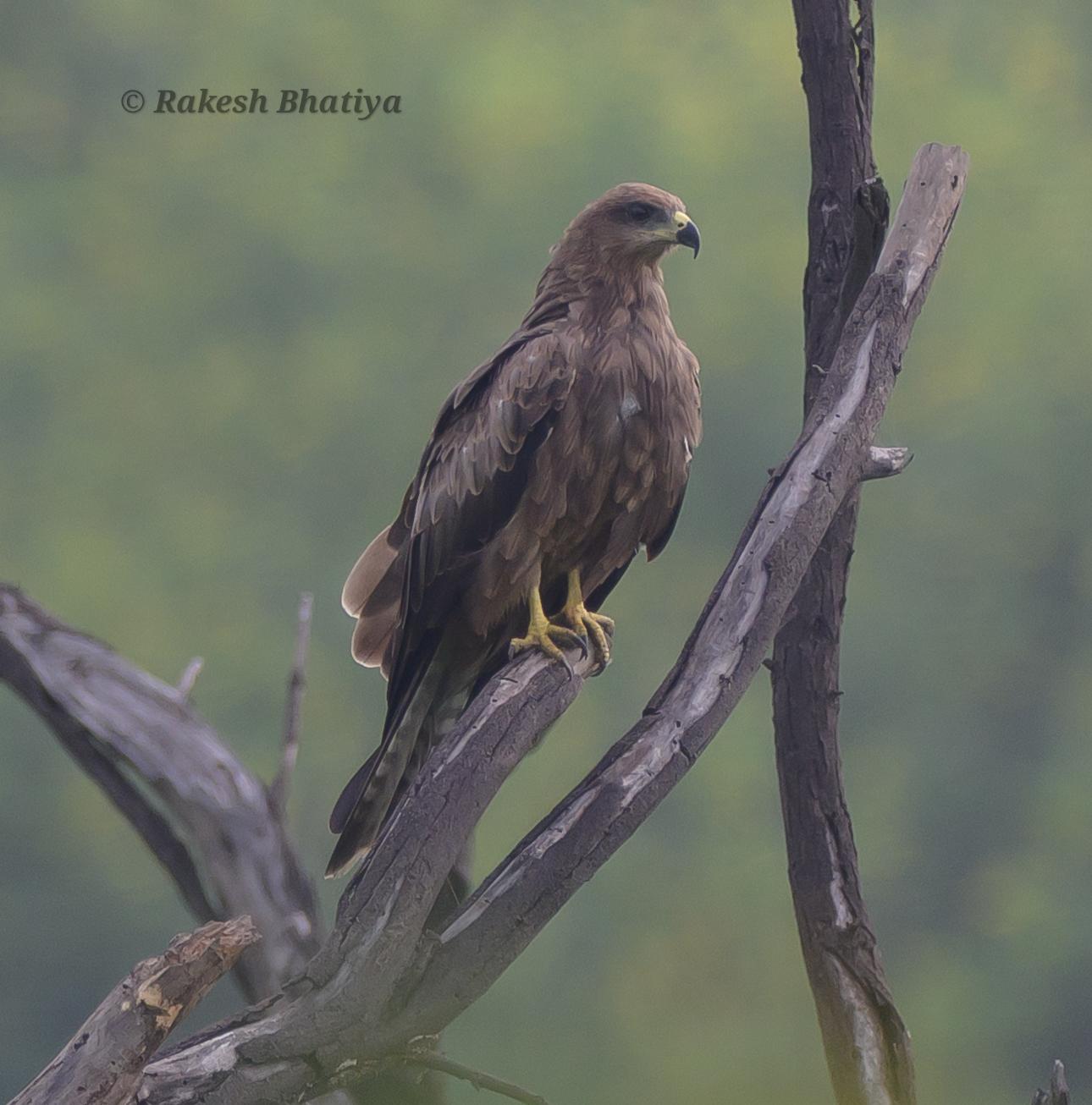 Black Kite