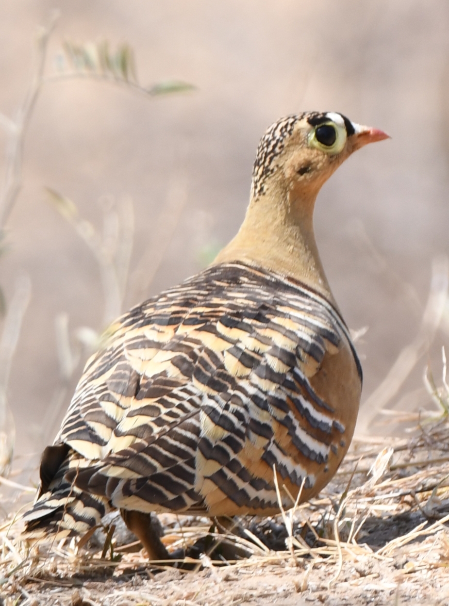 Painted Sandgrouse