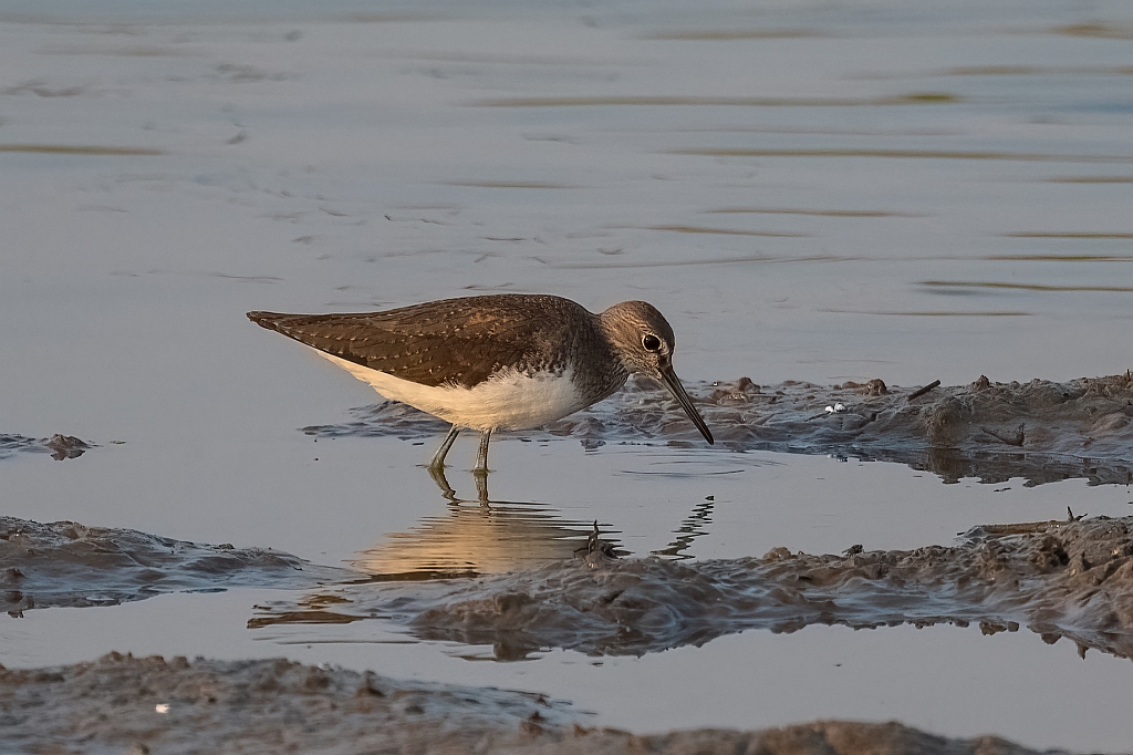Common Sandpiper