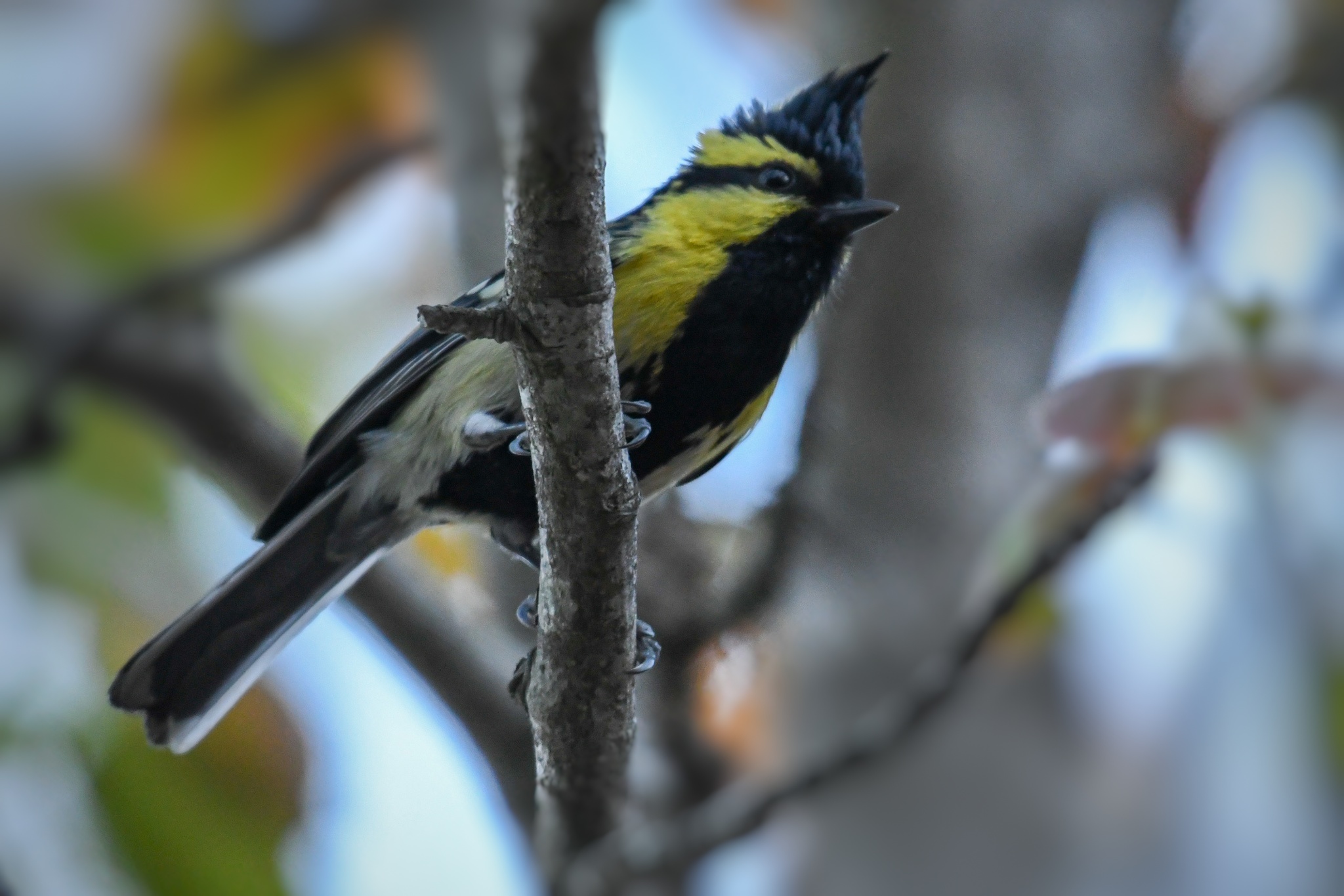 Black-lored Tit
