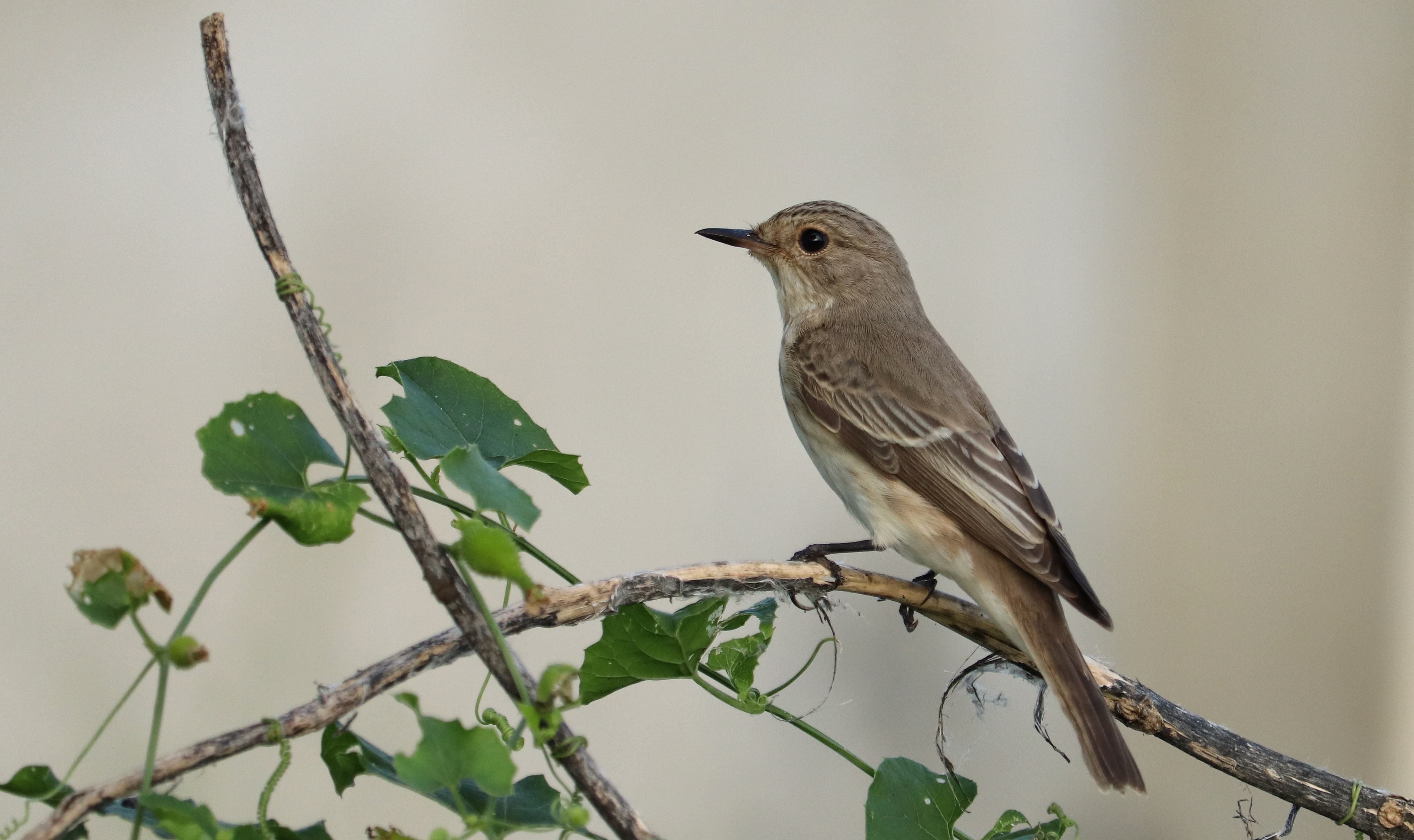 Spotted Flycatcher