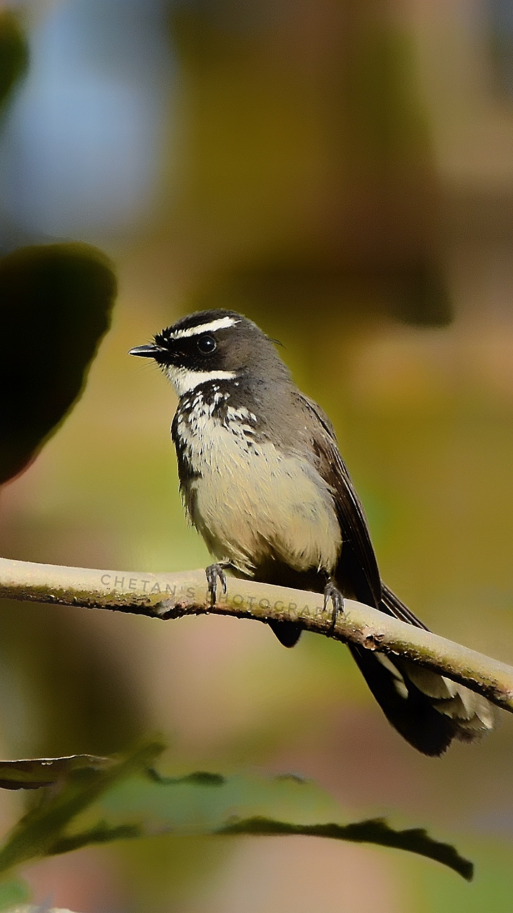 White-throated Fantail 