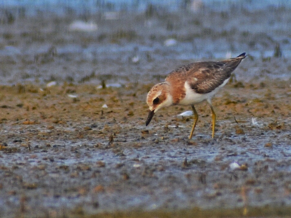 Greater Sand Plover