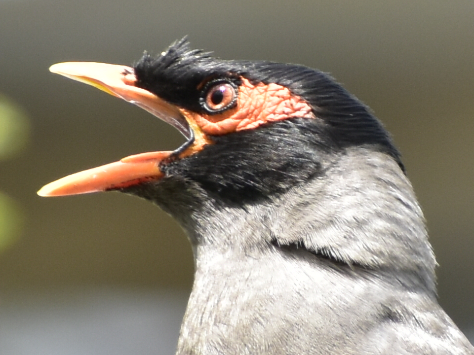 Bank Myna