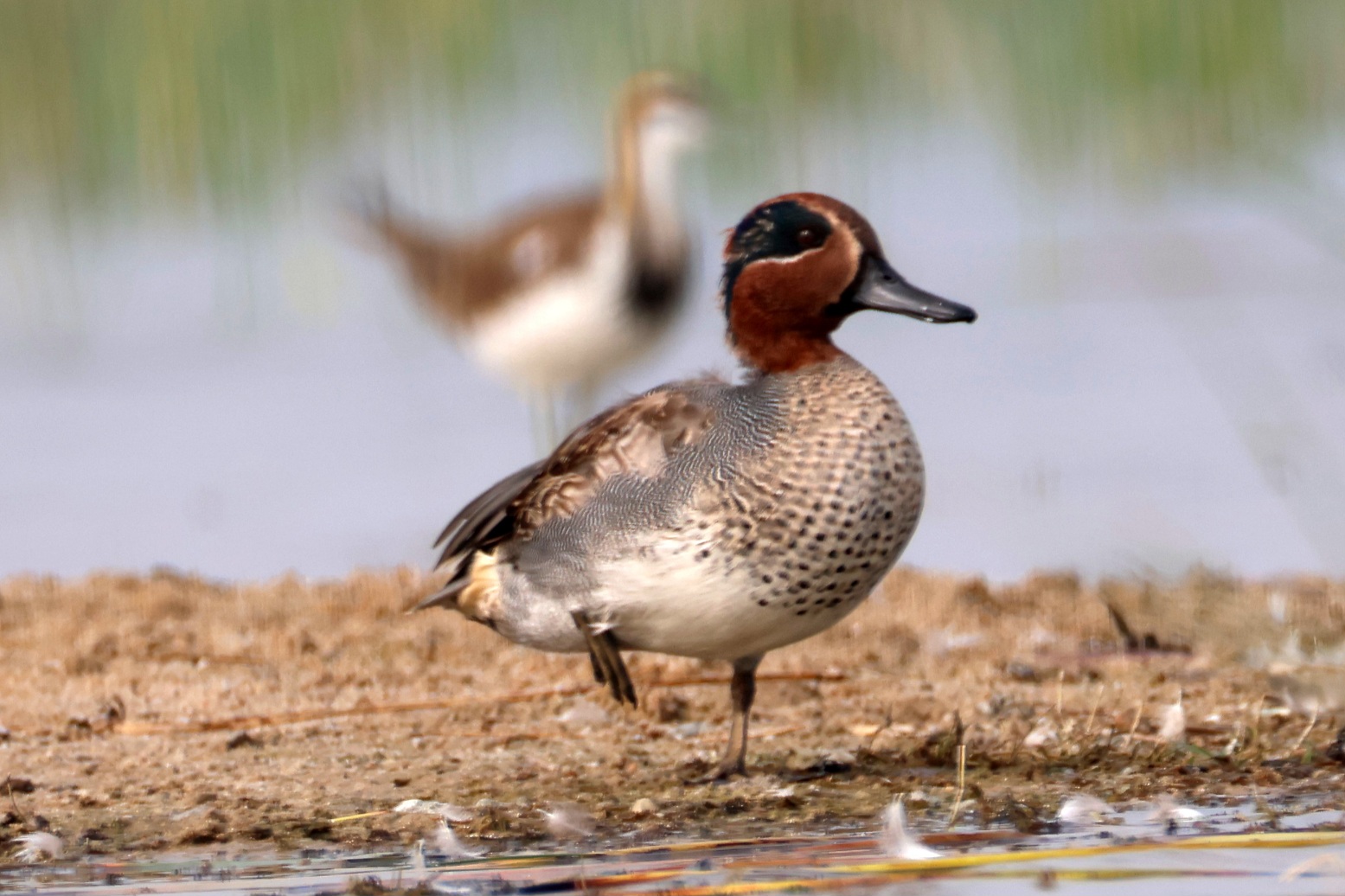 Common Teal
