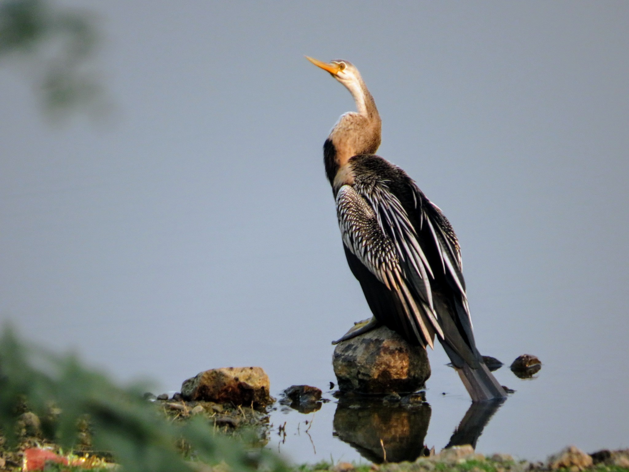 Oriental Darter