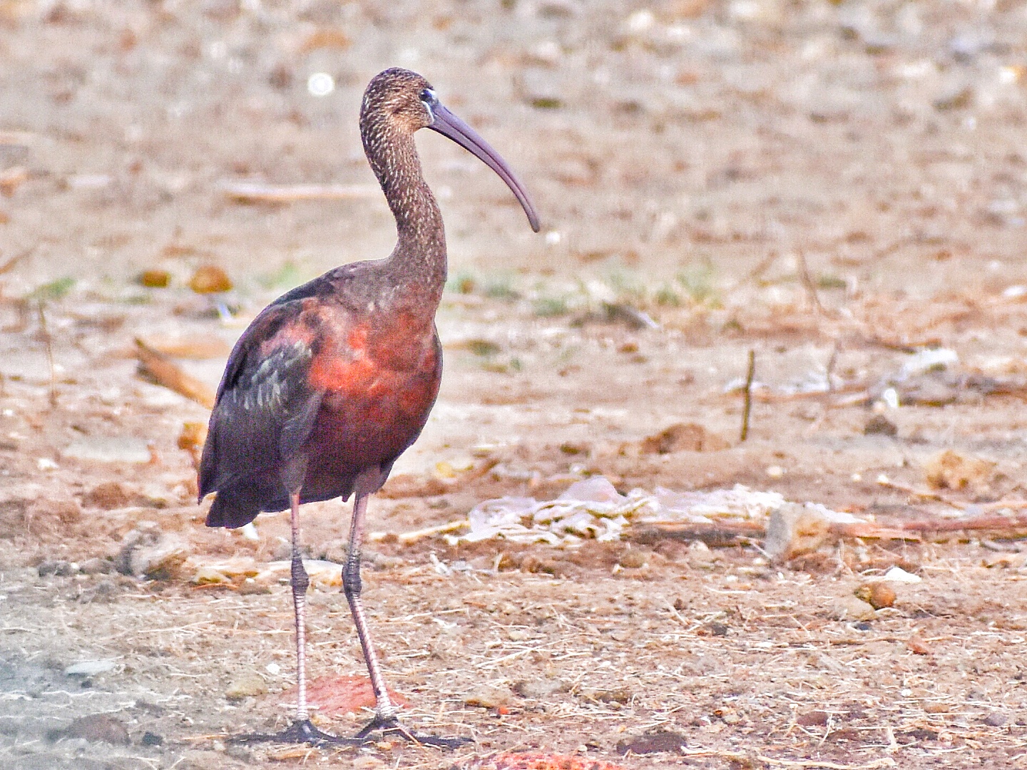 Glossy Ibis