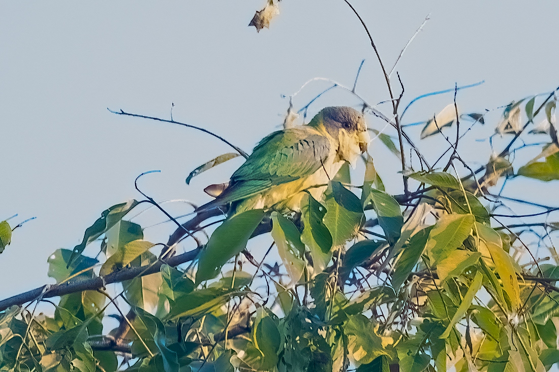Plum-headed Parakeet
