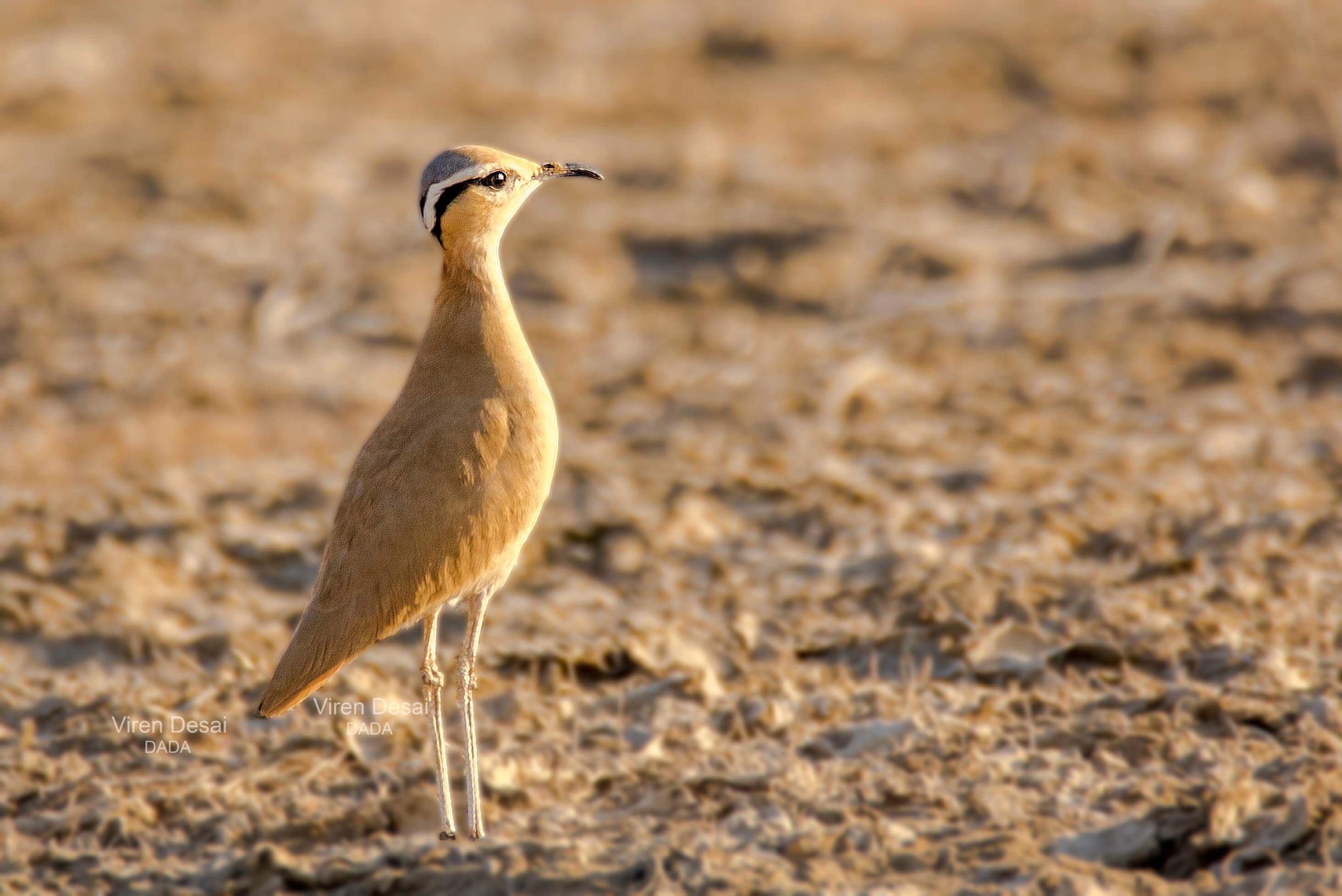 Cream Coloured Courser