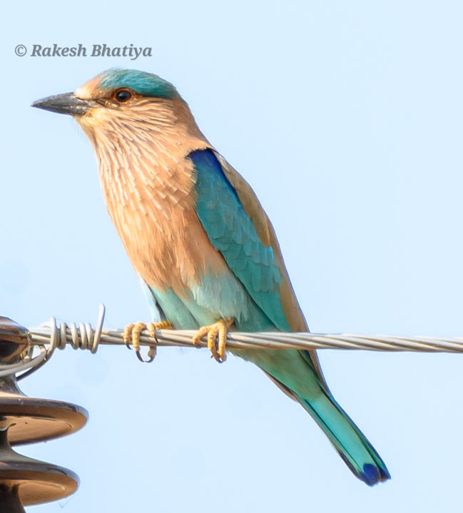 Indian Roller