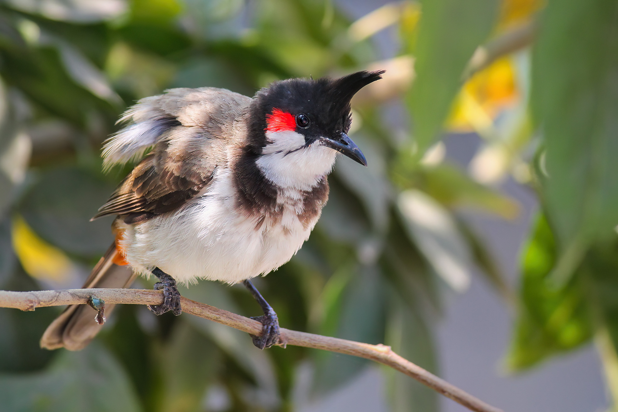 Red-whiskered Bulbul