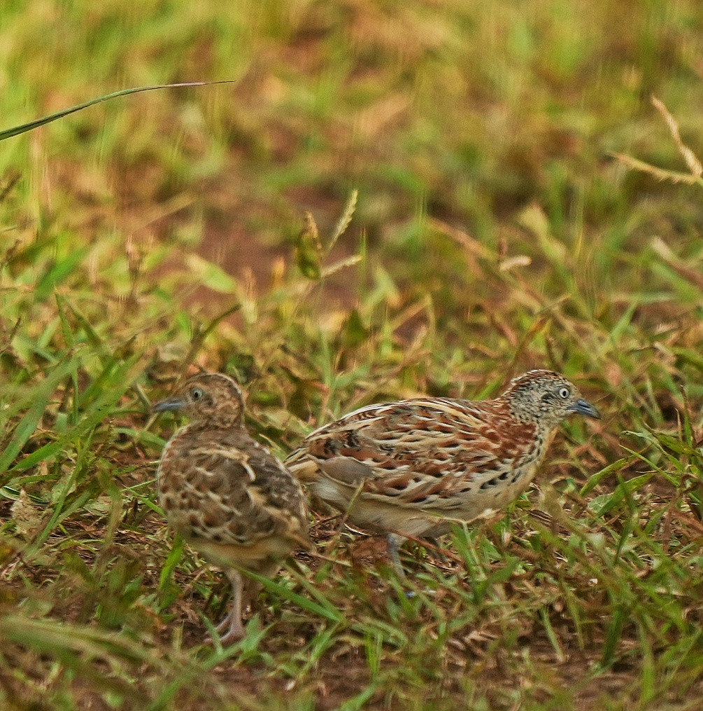 Small ButtonQuail