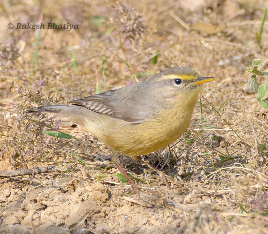 Sulphur-bellied Warbler