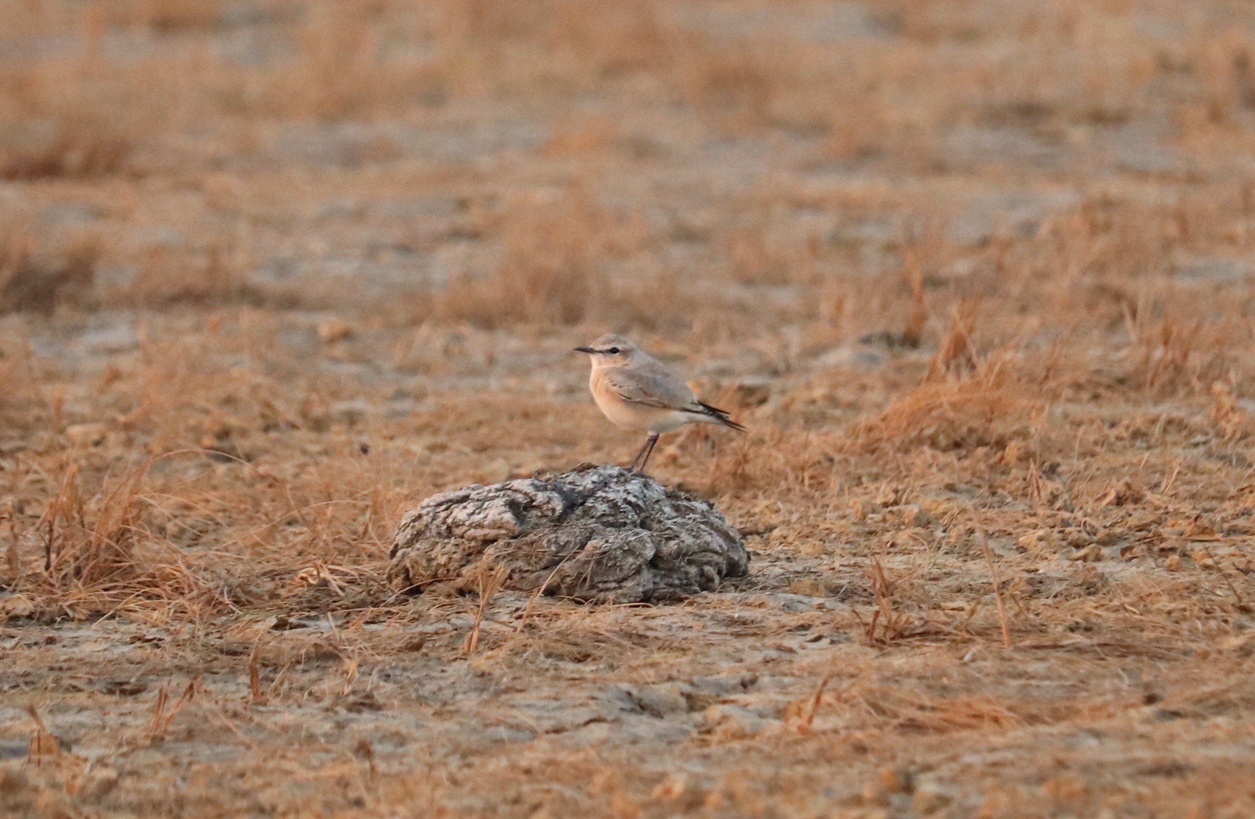 Isabelline Wheatear