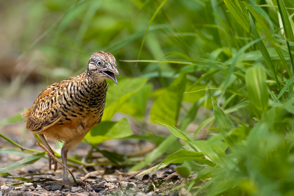 Barred Button Quail