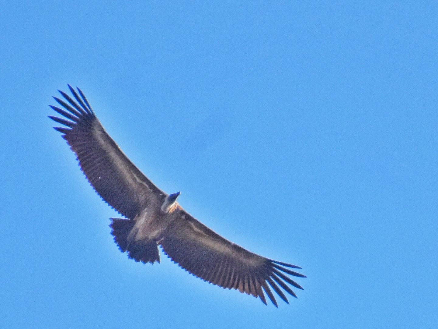 White-rumped Vulture